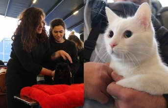 Eskişehir’de kedi güzellik yarışması düzenlendi