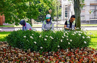 Seralarda yetiştirilen rengarenk çiçekler parklarla buluştu